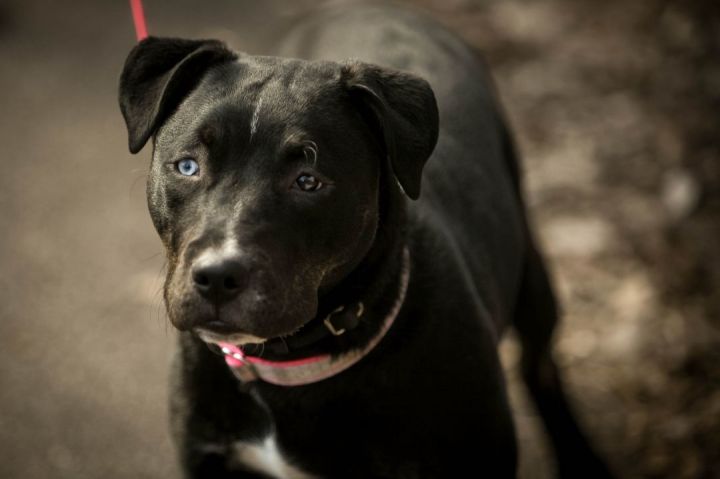 Millie , an adoptable Pit Bull Terrier & Husky Mix in Oregon, OH_image-4