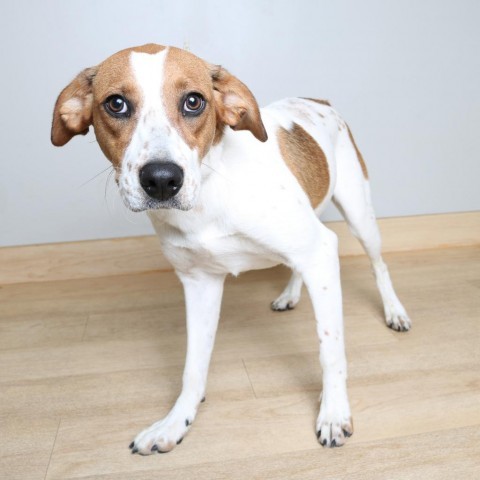 Messi D14483, an adoptable Beagle, Border Collie in Minnetonka, MN, 55345 | Photo Image 1