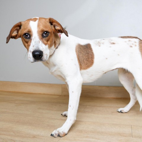 Messi D14483, an adoptable Beagle, Border Collie in Minnetonka, MN, 55345 | Photo Image 2