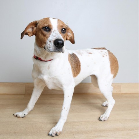 Messi D14483, an adoptable Beagle, Border Collie in Minnetonka, MN, 55345 | Photo Image 3