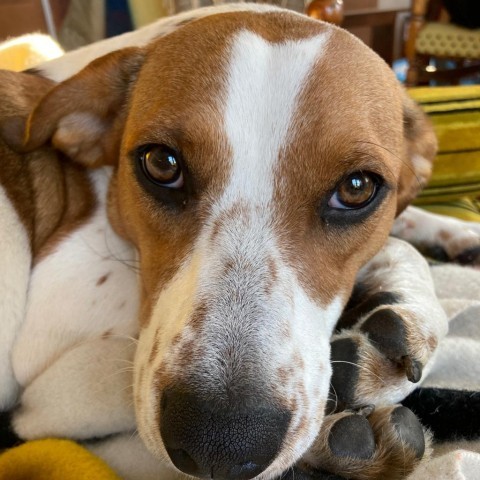 Messi D14483, an adoptable Beagle, Border Collie in Minnetonka, MN, 55345 | Photo Image 4