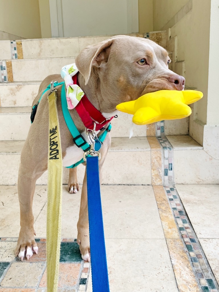 Maya, an adoptable Weimaraner, Terrier in Fort Lauderdale, FL, 33304 | Photo Image 4