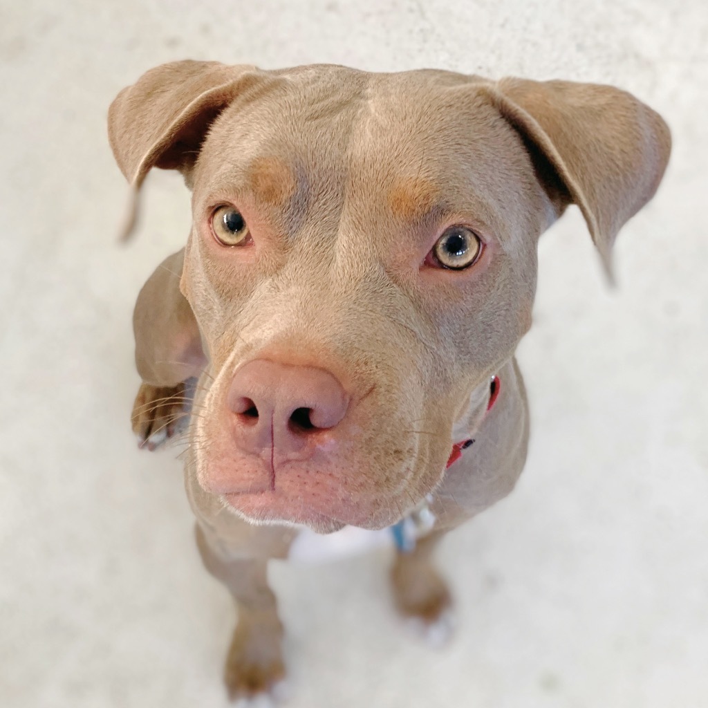 Maya, an adoptable Weimaraner, Terrier in Fort Lauderdale, FL, 33304 | Photo Image 5