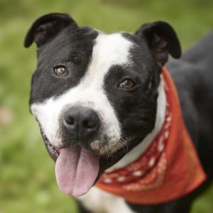 BALOO, Adult Male Staffordshire Bull Terrier