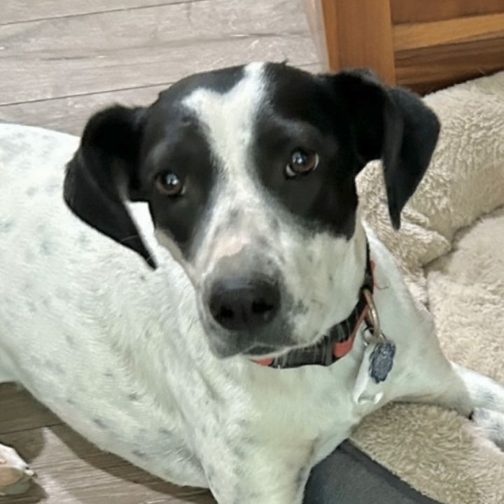 Dog for adoption Tilly a Pointer Mix in Woburn MA Petfinder