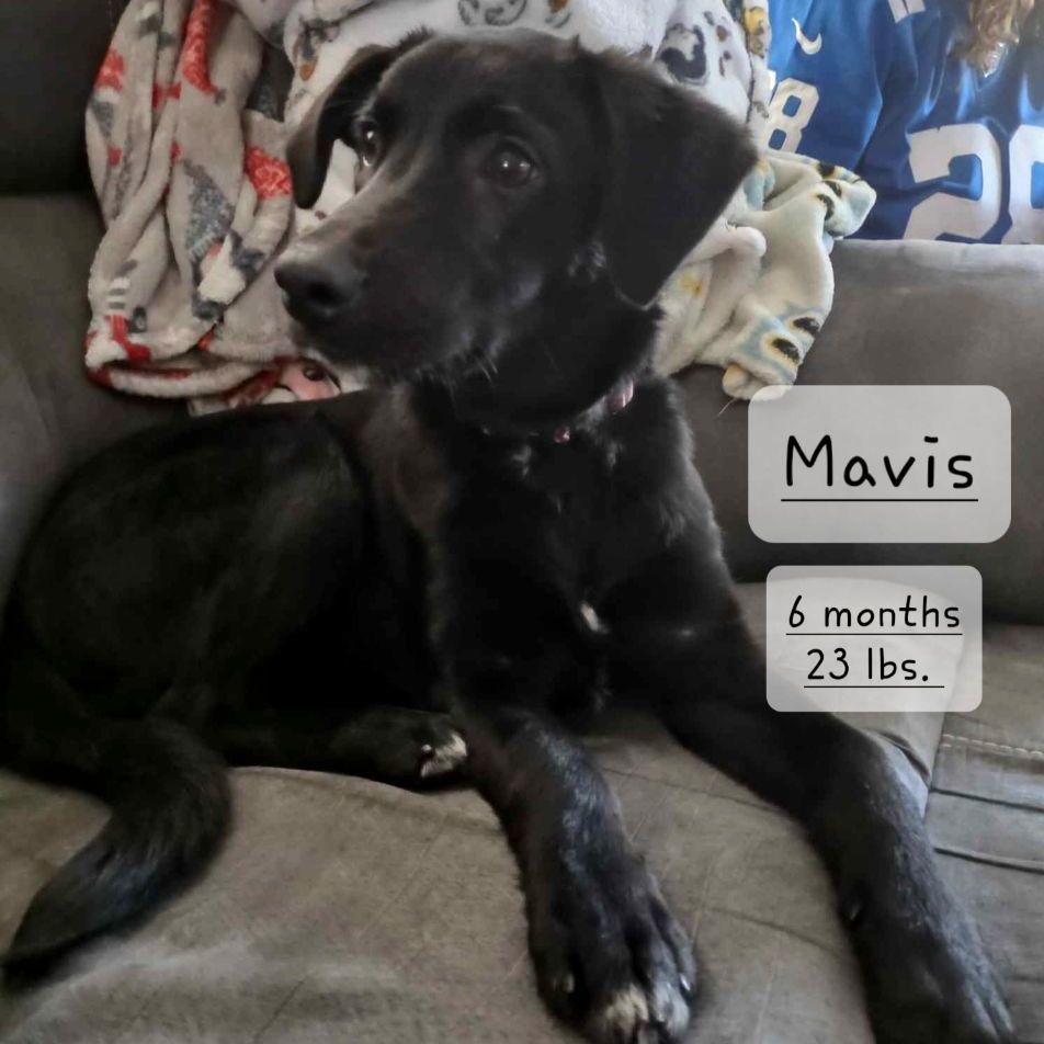 Dog for adoption Mavis, a Black Labrador Retriever Mix in Wauseon, OH