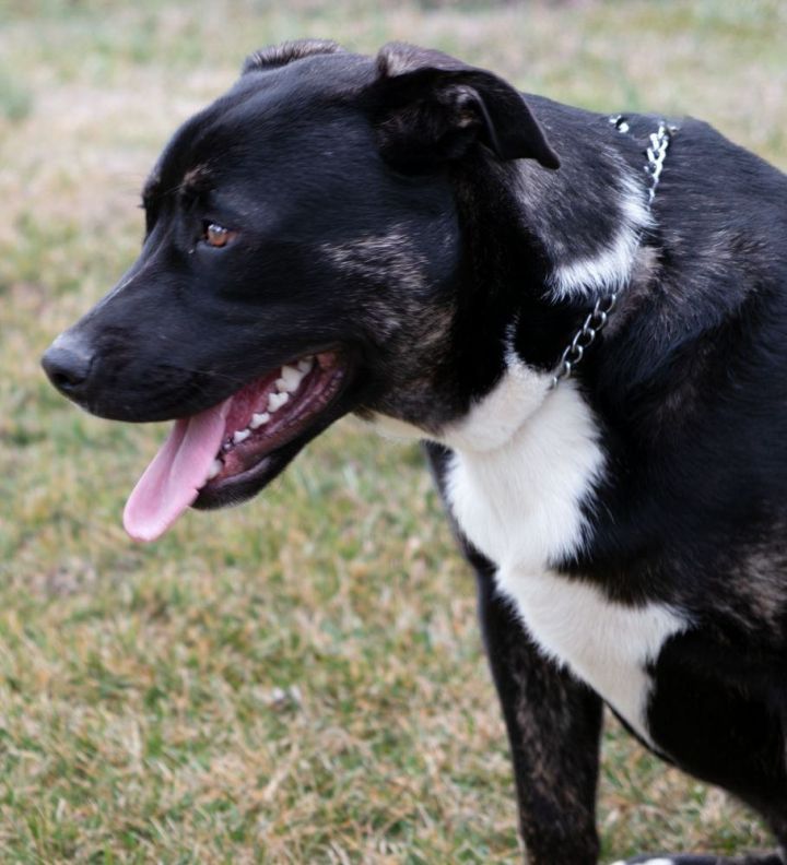 Dog for adoption - Finn, a Golden Retriever & American Bulldog Mix in ...