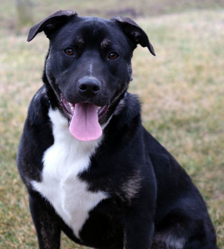 Border Collie Rescue Dogs for Adoption near Louisville, Kentucky, PetCurious