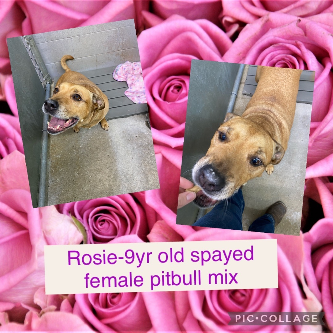 Dog for adoption Rosie , a Pit Bull Terrier Mix in Bryan, OH Petfinder