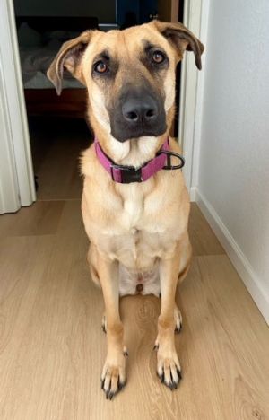 Animal Profile Kelly is a 2-year-old 60 lb spayed female Shepherd mix who is dog and people-friendl