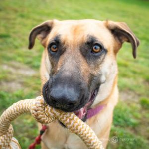 Animal Profile Kelly is a 2-year-old 60 lb spayed female Shepherd mix who is dog and people-friendl