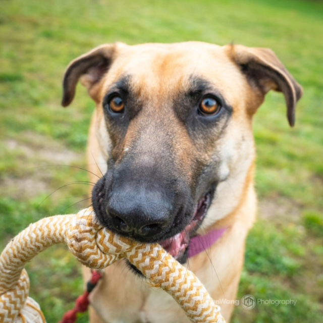 Kelly, an adoptable Shepherd in Bothell, WA, 98021 | Photo Image 2
