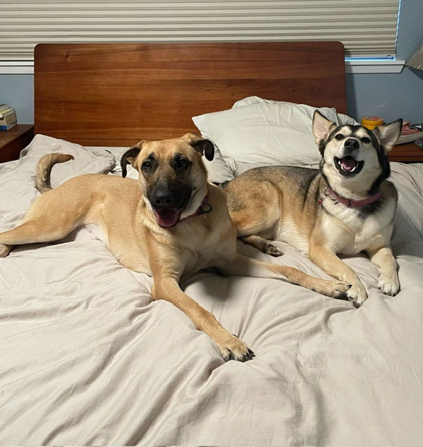 Kelly, an adoptable Shepherd in Bothell, WA, 98021 | Photo Image 3