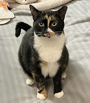 Hi Im Speckles I was rescued at San Francisco Animal Care  Control Im a gorgeous Calico with T