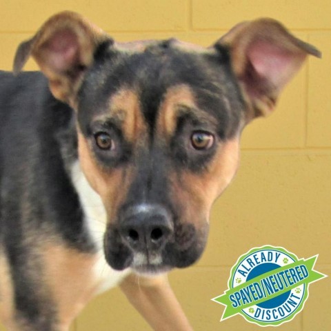 Adeline, an adoptable Mixed Breed in Las Cruces, NM, 88012 | Photo Image 1