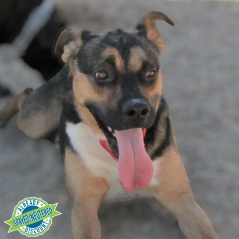 Adeline, an adoptable Mixed Breed in Las Cruces, NM, 88012 | Photo Image 1