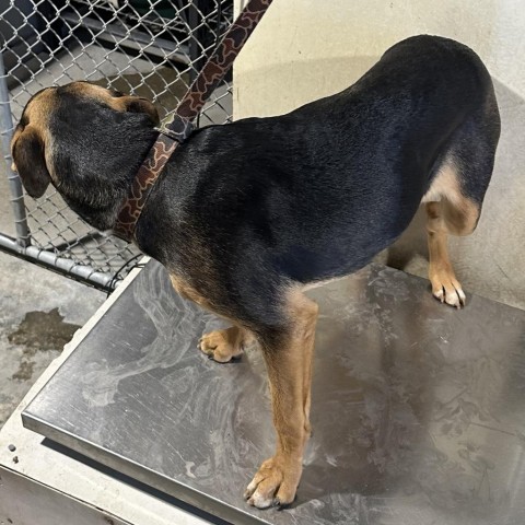 Adeline, an adoptable Mixed Breed in Las Cruces, NM, 88012 | Photo Image 2