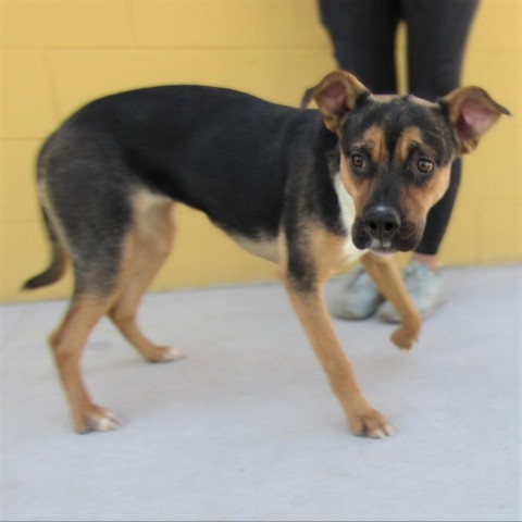 Adeline, an adoptable Mixed Breed in Las Cruces, NM, 88012 | Photo Image 5