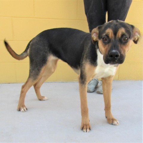 Adeline, an adoptable Mixed Breed in Las Cruces, NM, 88012 | Photo Image 6
