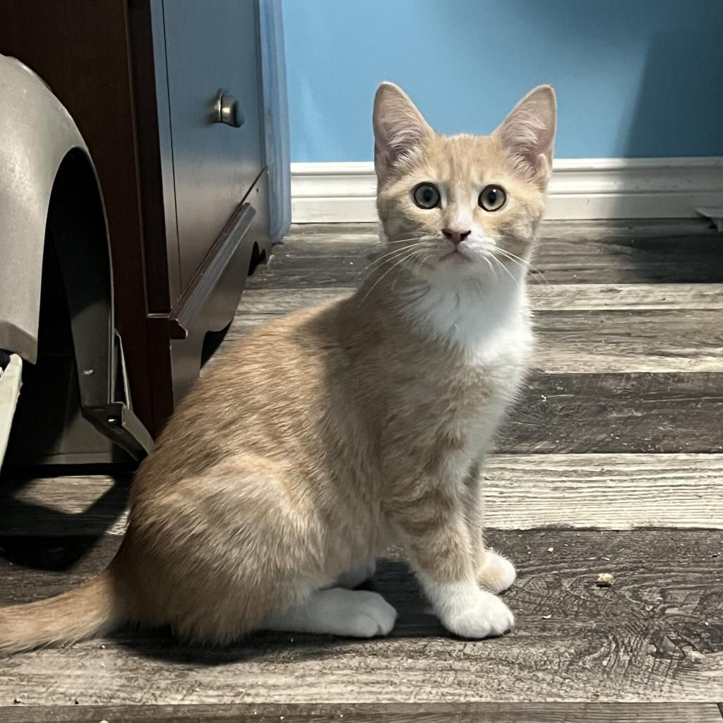 Larry, an adoptable Domestic Short Hair in North Battleford, SK, S9A 2M7 | Photo Image 1