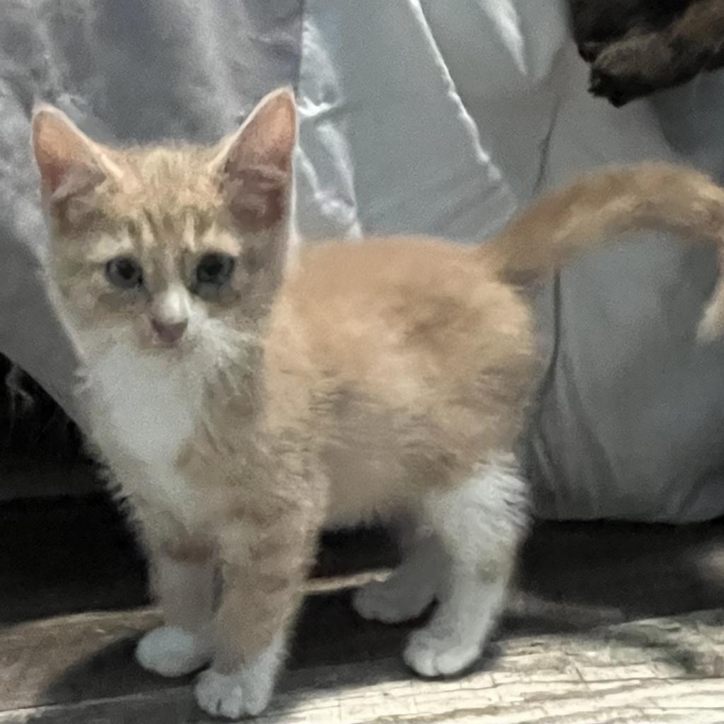 Larry, an adoptable Domestic Short Hair in North Battleford, SK, S9A 2M7 | Photo Image 2