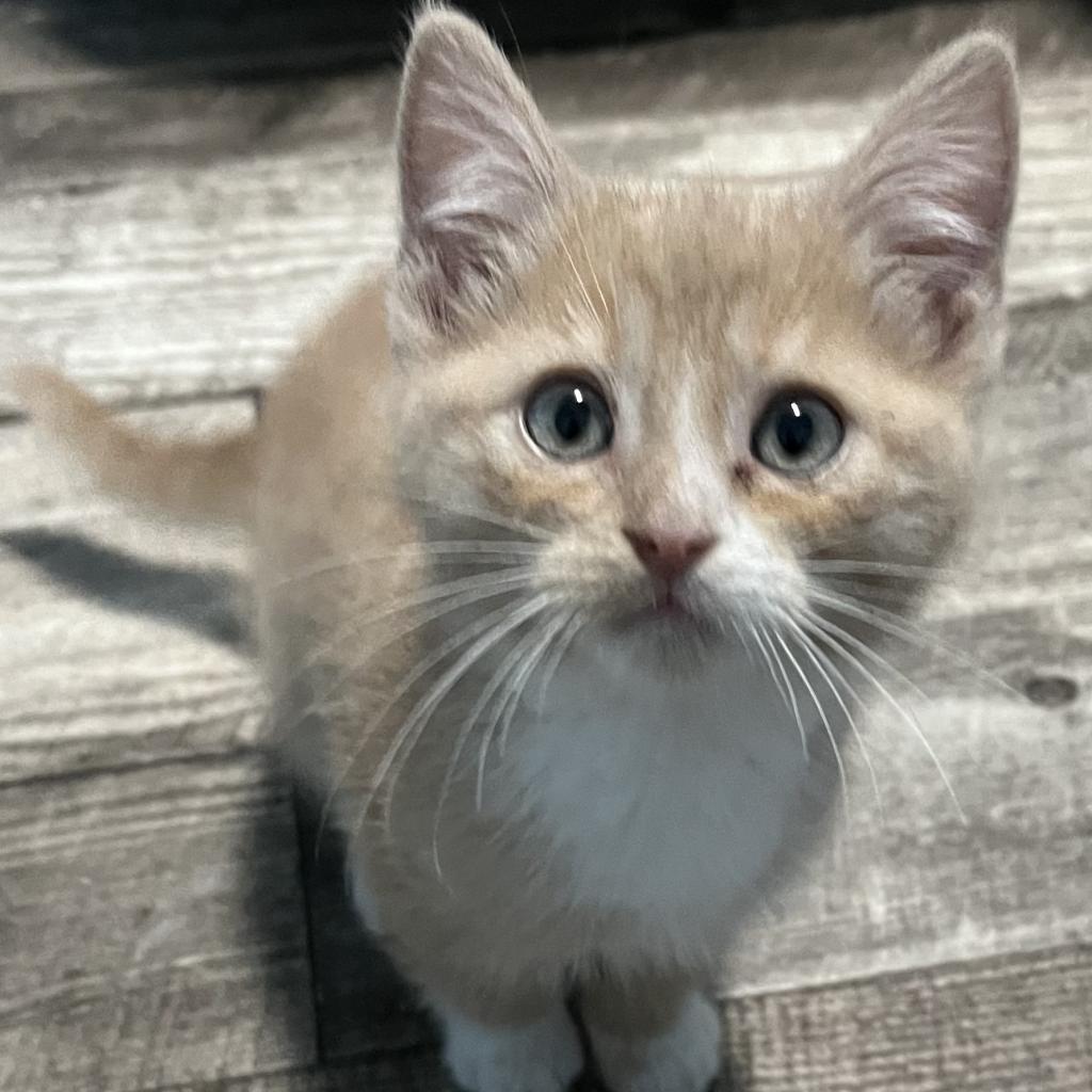 Larry, an adoptable Domestic Short Hair in North Battleford, SK, S9A 2M7 | Photo Image 3