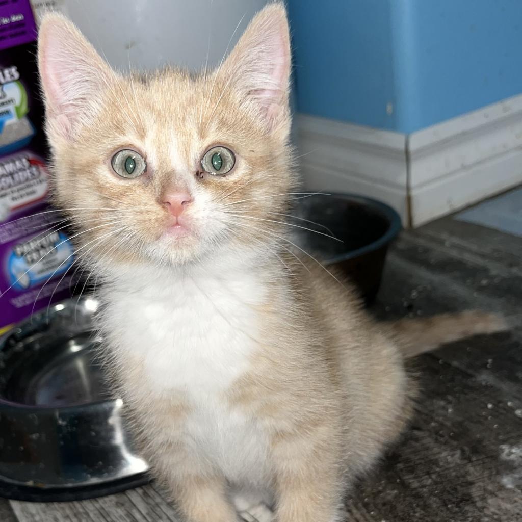 Larry, an adoptable Domestic Short Hair in North Battleford, SK, S9A 2M7 | Photo Image 4