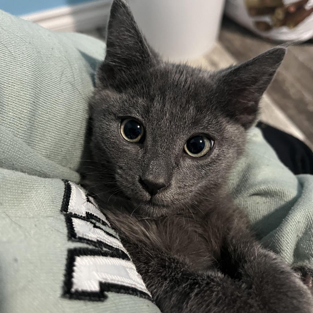 Moe, an adoptable Domestic Short Hair in North Battleford, SK, S9A 2M7 | Photo Image 1