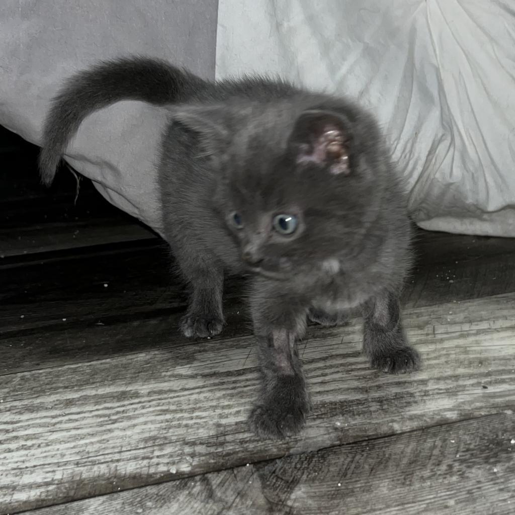 Moe, an adoptable Domestic Short Hair in North Battleford, SK, S9A 2M7 | Photo Image 3