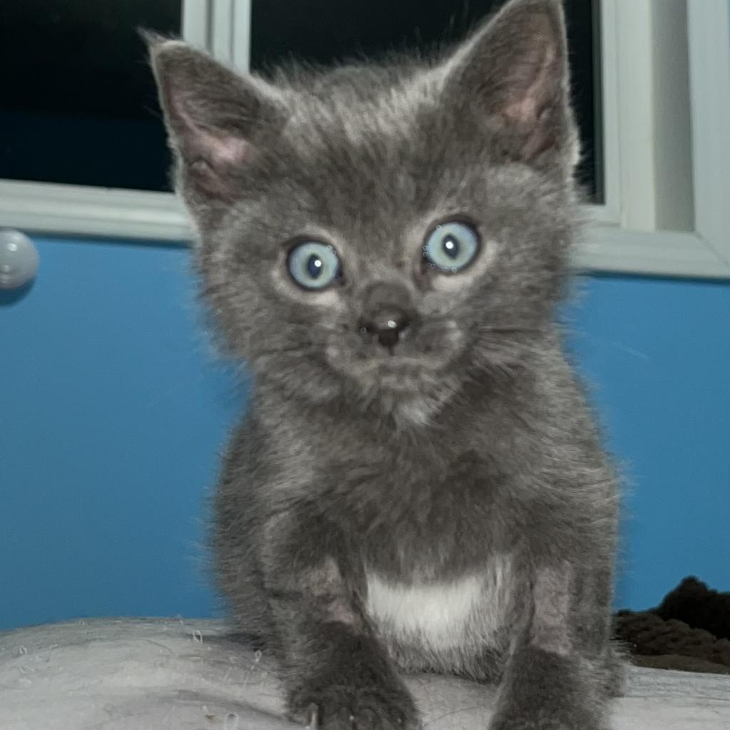 Moe, an adoptable Domestic Short Hair in North Battleford, SK, S9A 2M7 | Photo Image 5