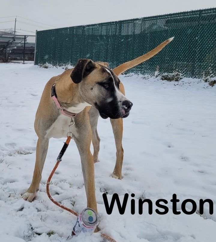 Winston, an adoptable Boxer Mix in Bridgewater, NJ_image-2