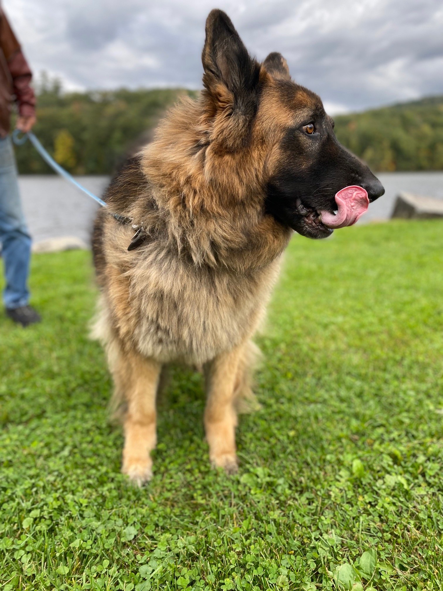 Romi--Courtesy Post, an adoptable German Shepherd Dog in Montpelier, VT, 05602 | Photo Image 2