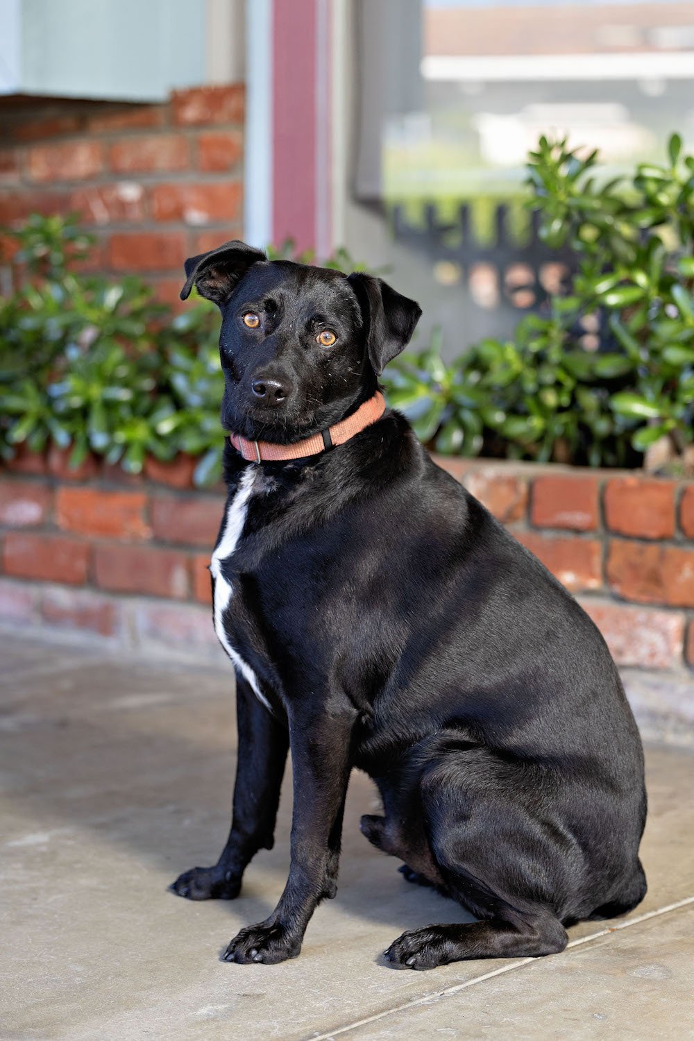 Rodrick, an adoptable Labrador Retriever, Weimaraner in San Jose, CA, 95150 | Photo Image 1