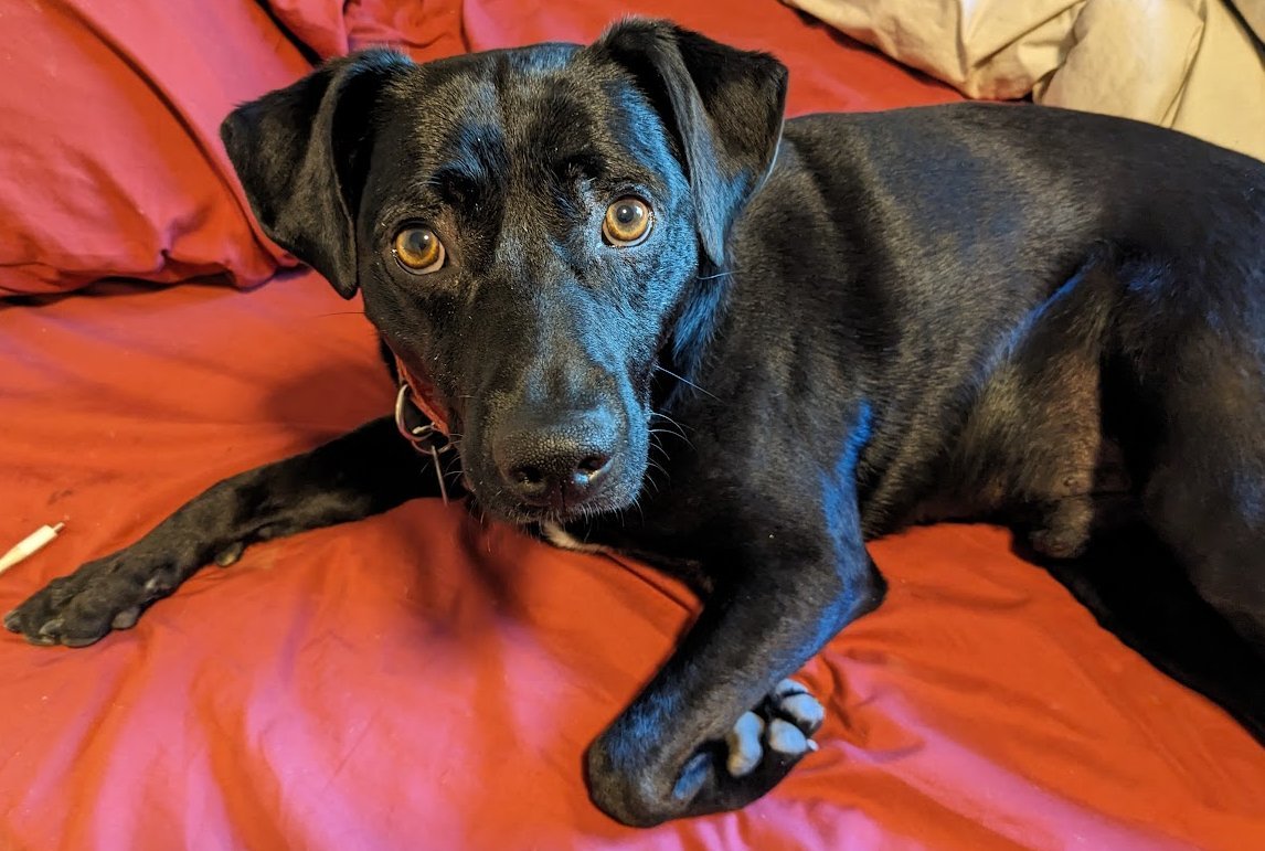 Rodrick, an adoptable Labrador Retriever, Weimaraner in San Jose, CA, 95150 | Photo Image 2
