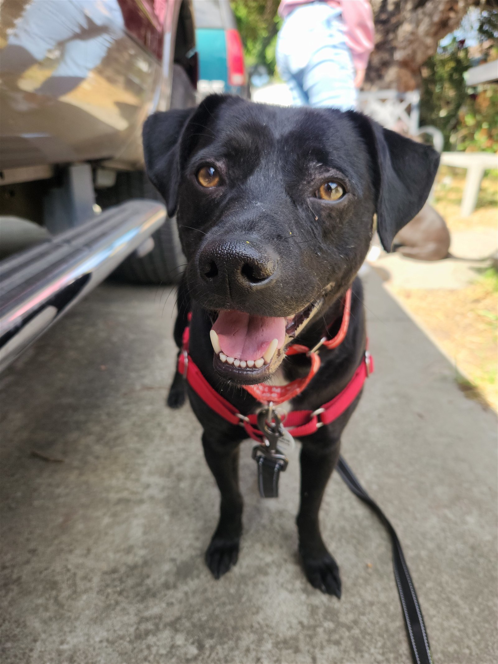 Rodrick, an adoptable Labrador Retriever, Weimaraner in San Jose, CA, 95150 | Photo Image 3