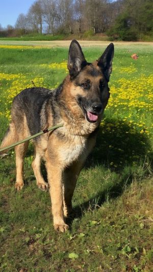 Immediate Foster or Adopter Wanted Introducing Bruno the charismatic 7-8 years old German Shepherd
