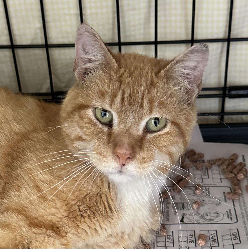 Gage, an adoptable Domestic Short Hair in Marion, VA, 24354 | Photo Image 1