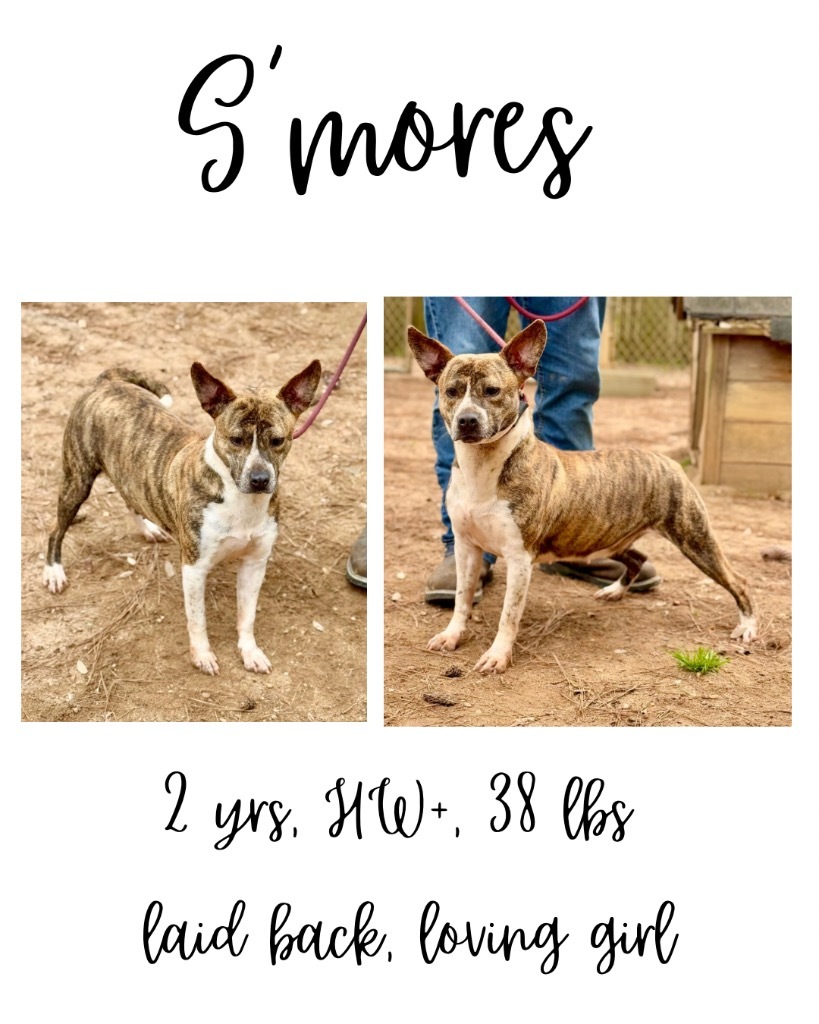 S'Mores, an adoptable Mixed Breed in Albany, GA, 31706 | Photo Image 1