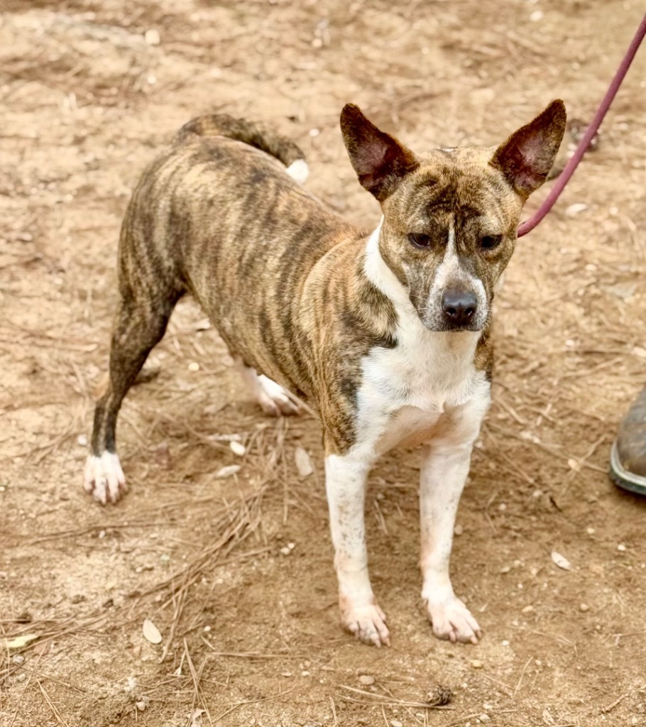 S'Mores, an adoptable Mixed Breed in Albany, GA, 31706 | Photo Image 2