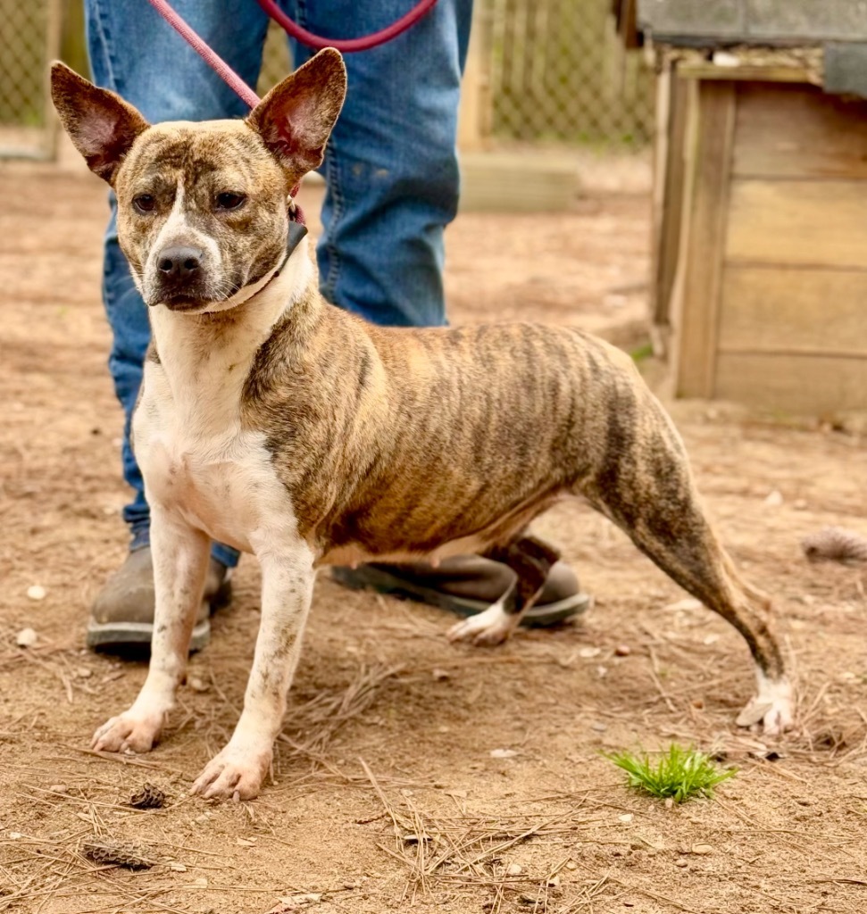 S'Mores, an adoptable Mixed Breed in Albany, GA, 31706 | Photo Image 3