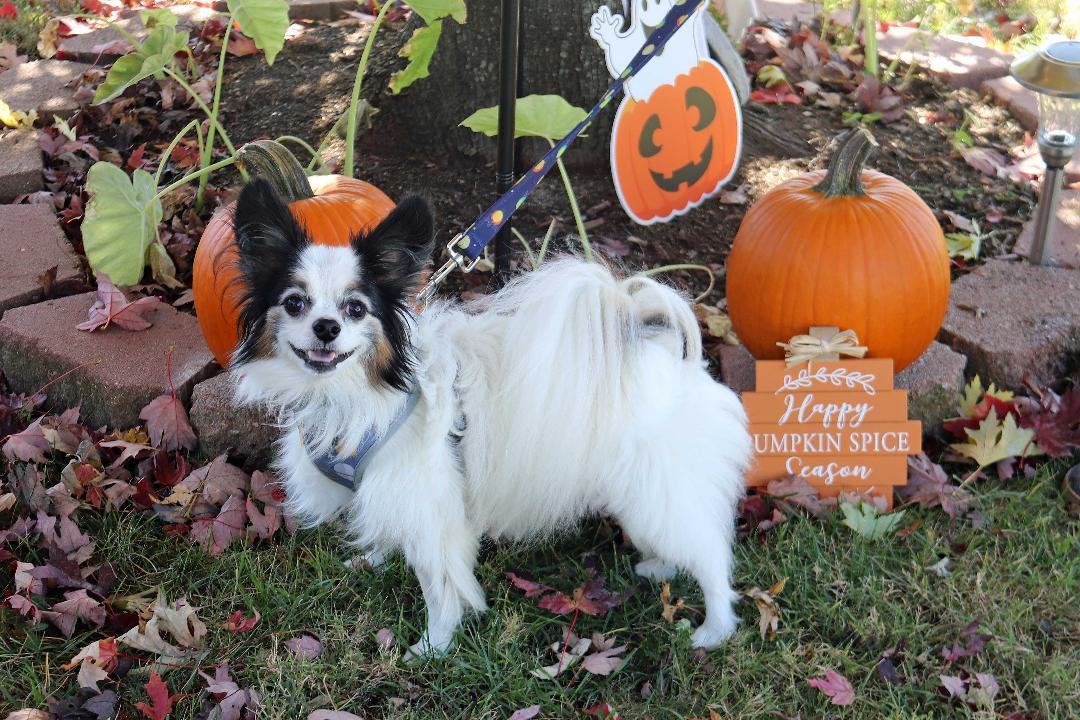 Dexter, an adoptable Papillon in Louisville, KY, 40224 | Photo Image 2