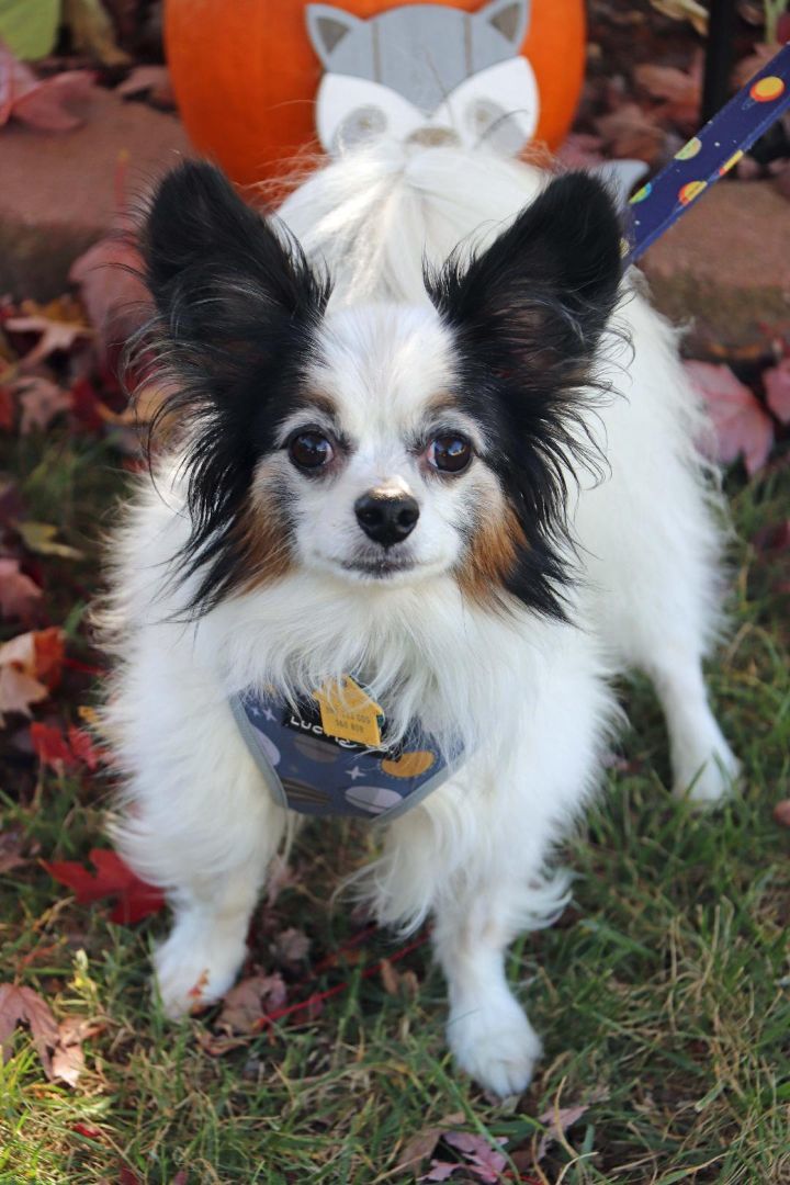 Dexter, an adoptable Papillon in Louisville, KY, 40224 | Photo Image 4