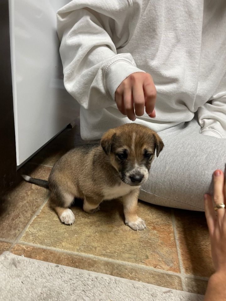 Pets for Adoption at Bubbles Dog Rescue, in santa monica, CA