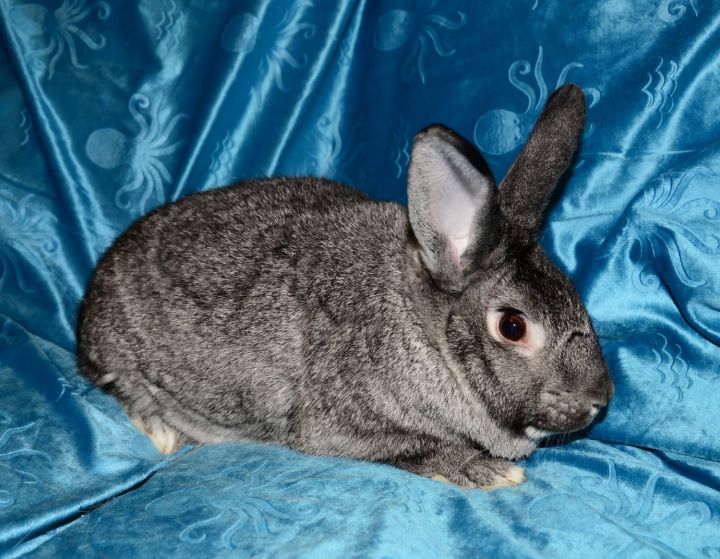 Chinchilla hotsell rabbit mix