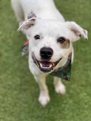 Meet Ellie Have you ever seen a more stunning smile Despite having been turned into a rural area a