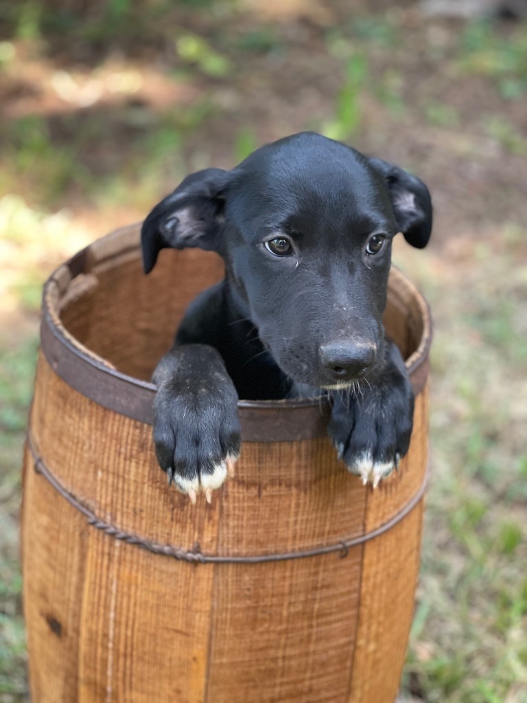 Sawyer