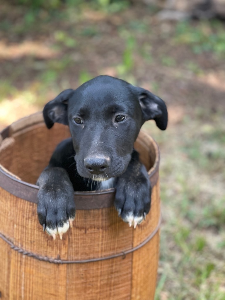Sawyer