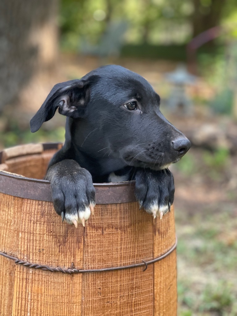 Sawyer