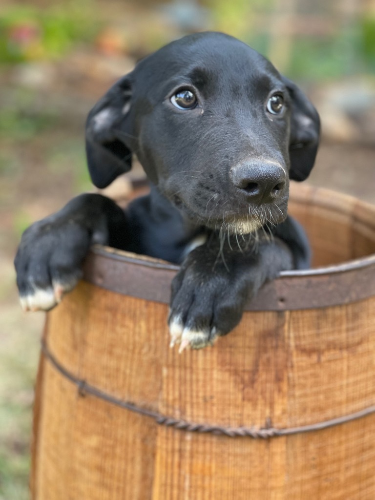 Sawyer