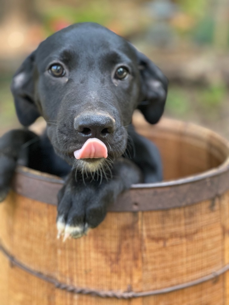 Sawyer